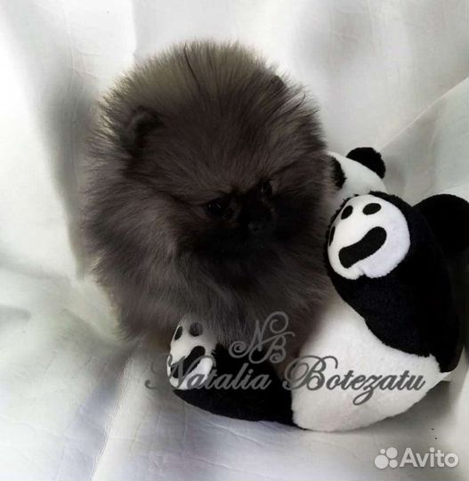 Померанский шпиц девочка