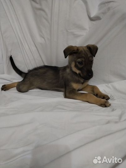 Милый щенок ищет дом