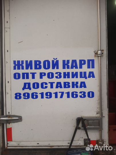 Живой Карп опт розница