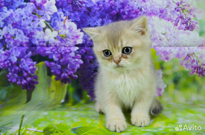 Британские котята Голубое золото и Ny11