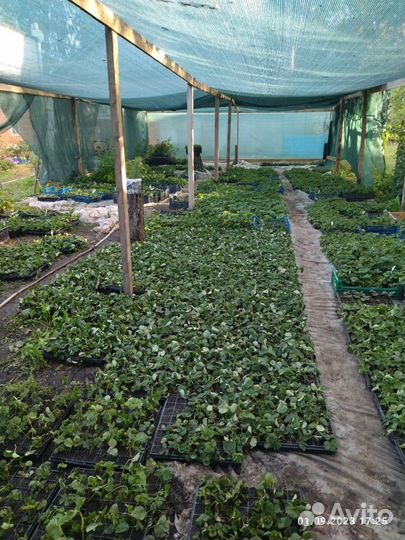 Саженцы для оптовиков и в розницу