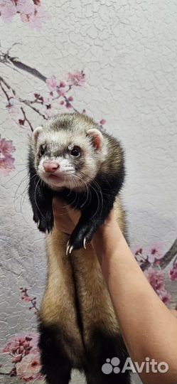 Хорек вязка