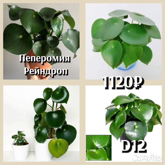 Пеперомия сорт