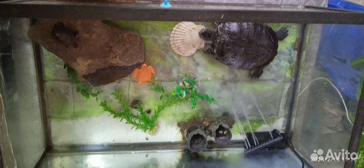 Красноухая черепаха с террариумом
