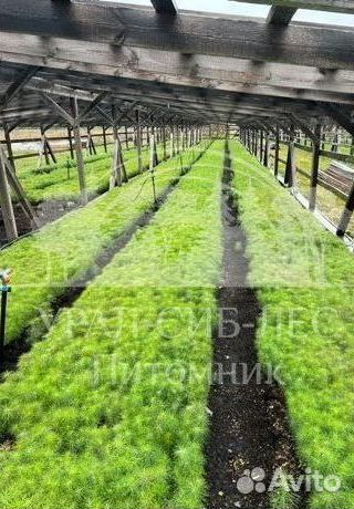 Лиственница Сибирская с зкс сеянцы