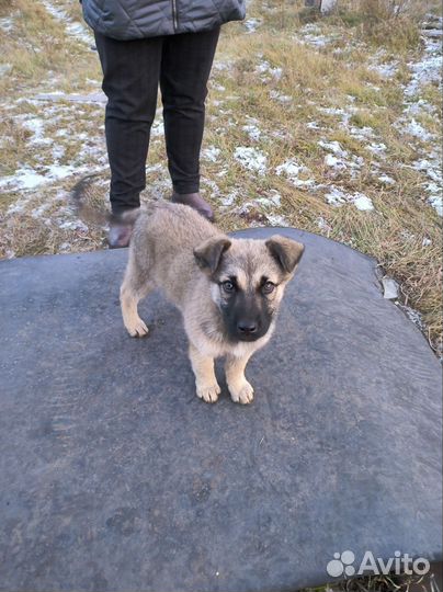Собака в добрые руки отдам бесплатно щенки