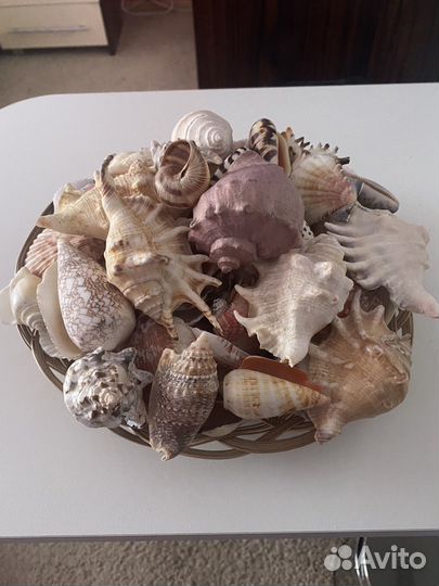 Ракушки морские