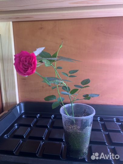 Роза бенгальская малинового цвета