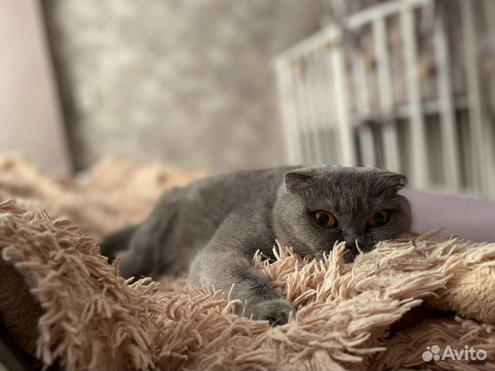 Шотландская кошка