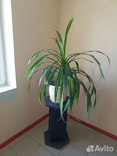 Пальма панданус