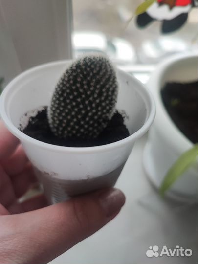 Кактус опунция - фото 3