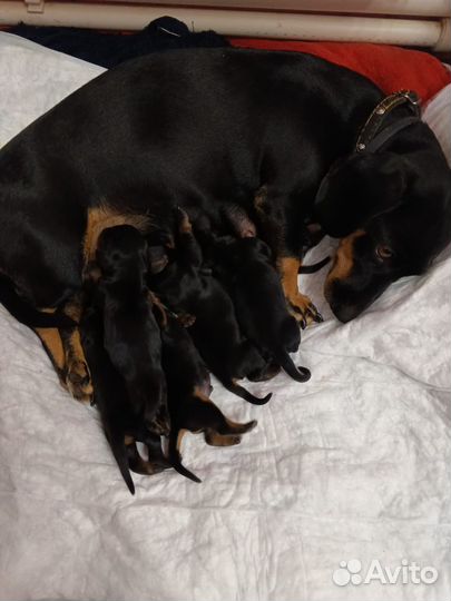 Щенки миниатюрной таксы (бронь)