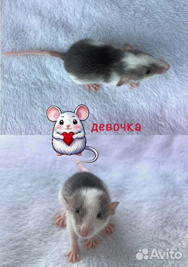 Крысята агути дамбо