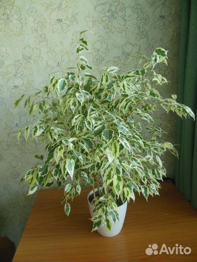 Фикусы Бенджамина