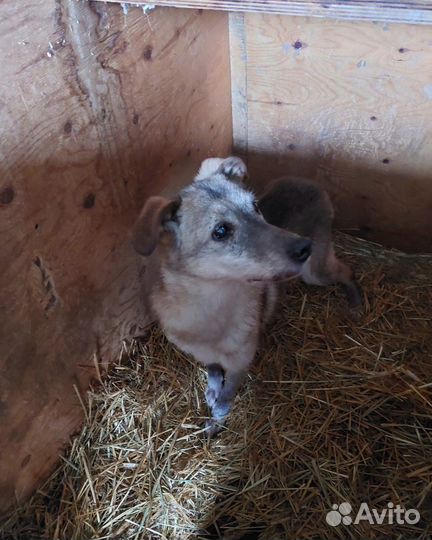 Подарите дом старушке Бабочке