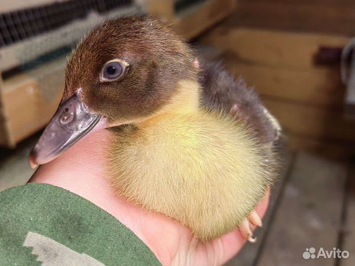 Мускусные утята