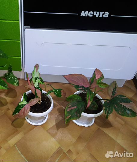 Сингониумы разных сортов