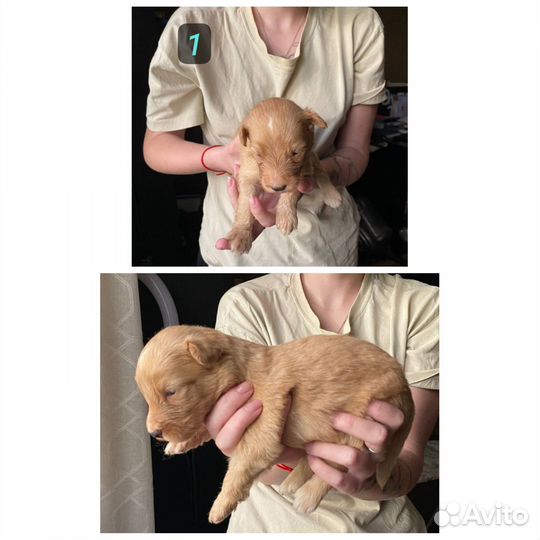 Щенки помесь
