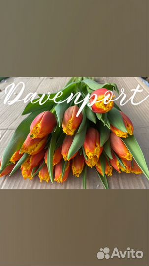 Тюльпаны к 8 марта оптом