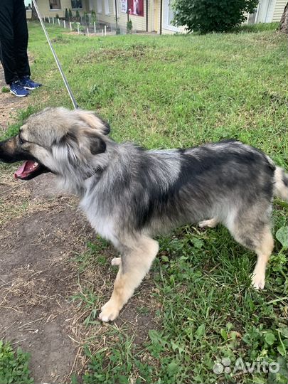 Маленькая собака