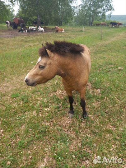 Пони-жеребец