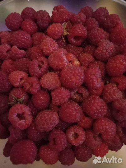 Саженцы малины мираж и гусар