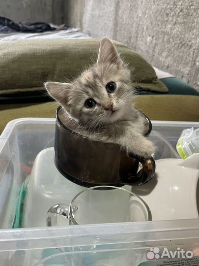 Отдам котят в добрые руки