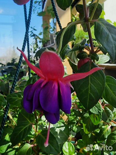 Фуксия растение