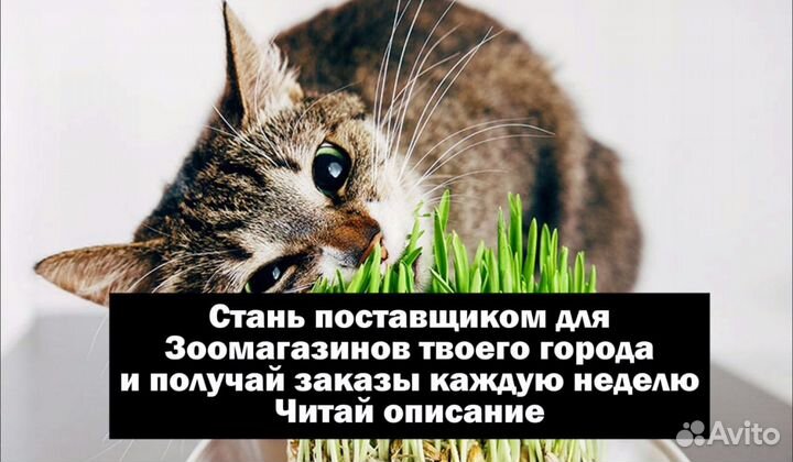 Трава для животных (готовый бизнес)