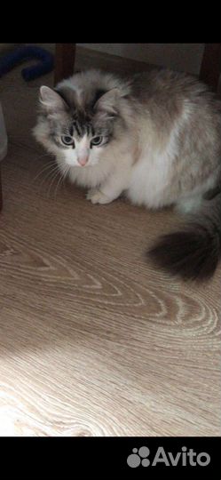Кошка в дар
