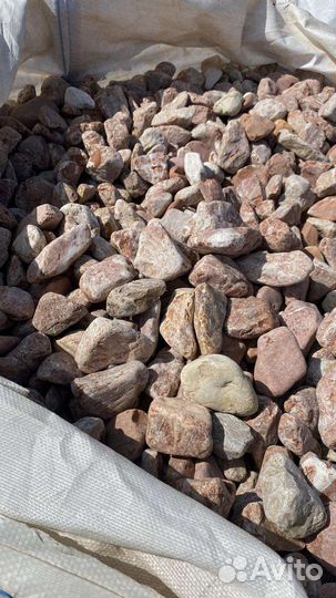 Крошка галтованная