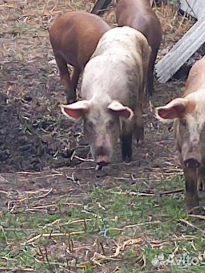 Продам хряка