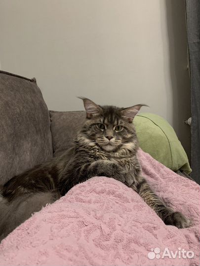 Мейн-кун вязка