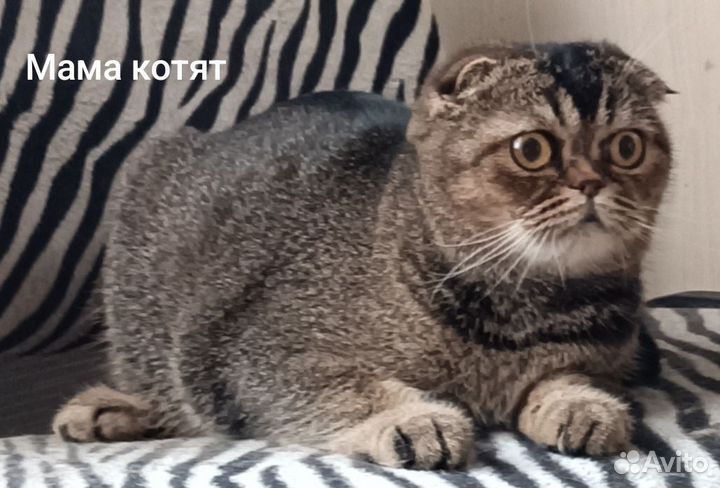 Шотландские котята