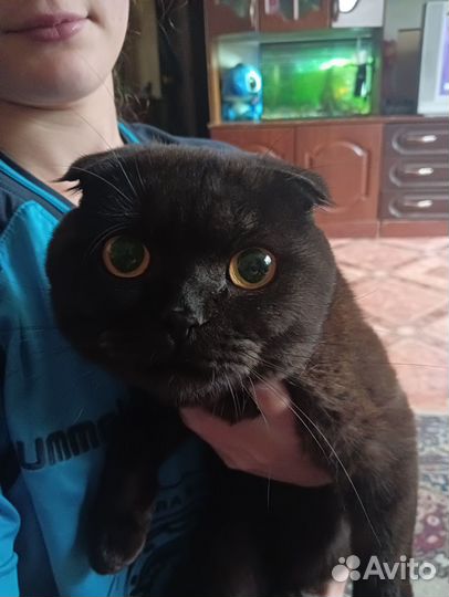 Вислоухий кот