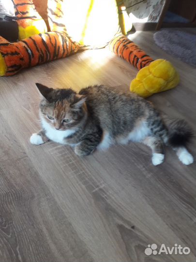 Кошка в дар