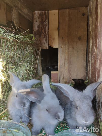 Крольчата