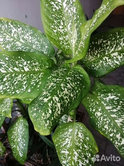 Комнатные растения цветы в ассортименте