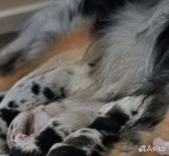 С хвостом или без.Австралийская овчарка