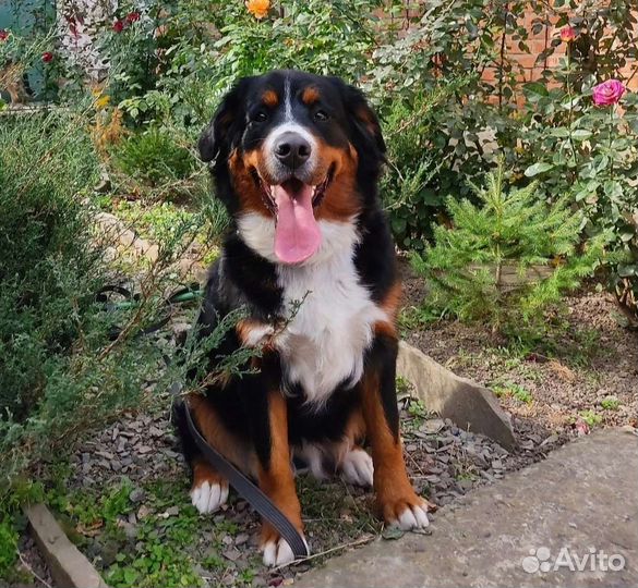Хендлер, Инструктор по вязке, дрессировка