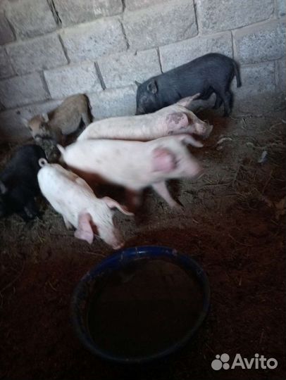 Поросята