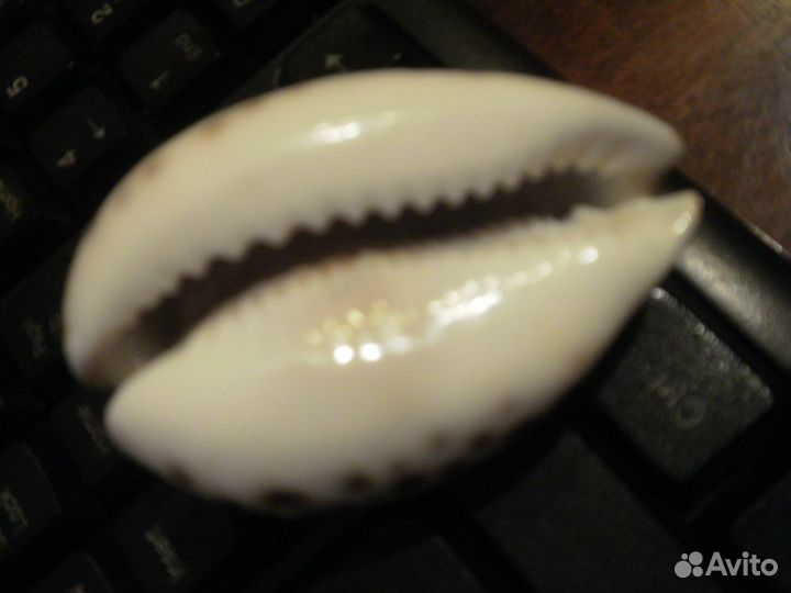 Индия морская раковина Надпись на Хинди винтаж80е