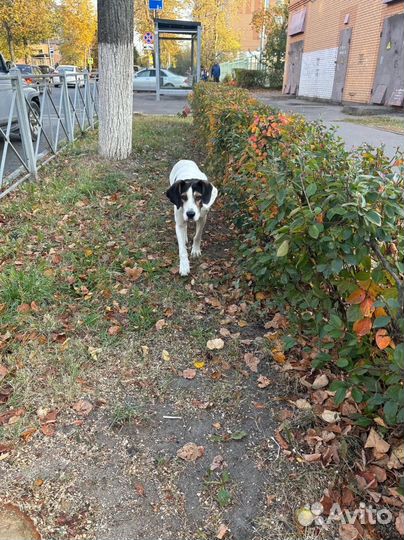 Найдена собака