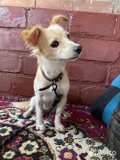 Маленькая собачка в дар в добрые руки