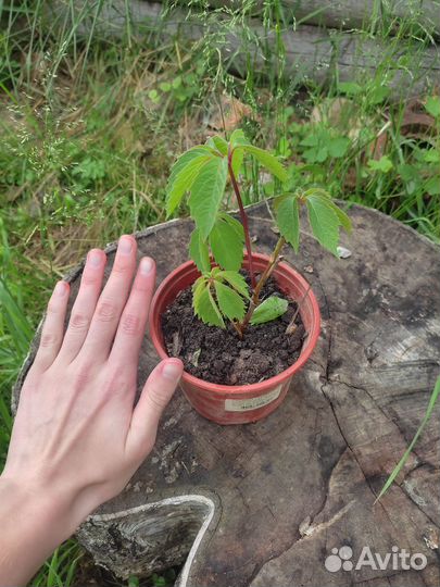 Дикий виноградник