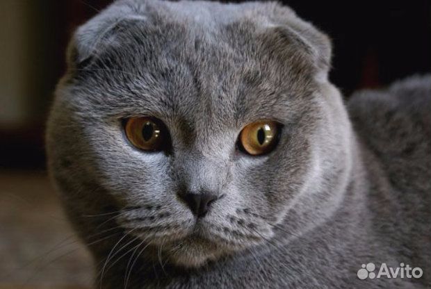 Голубой шотландский котик.Доставка в подарок