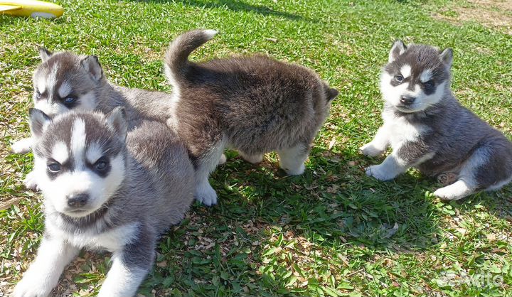 Щенки сибирской хаски