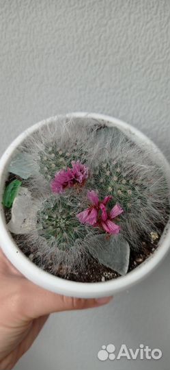 Кактус мамилярия в горшке 0.4 л