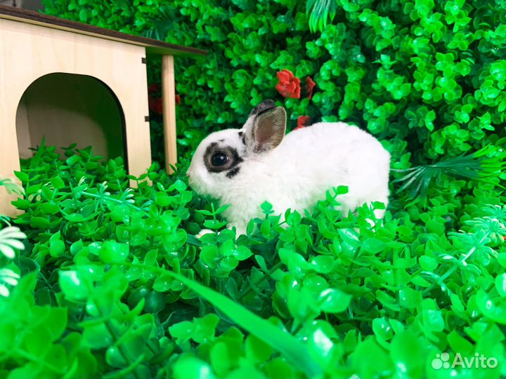Мини карликовый кролик - ручной, добрый, мини