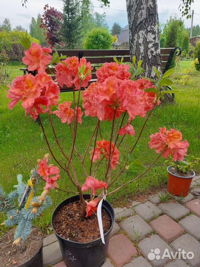 Азалия Juanita